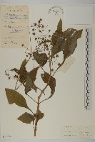 藏品(下田菊)的圖片