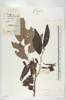 藏品(黑棗、君遷子)的圖片