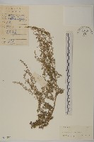 藏品(僧蒿)的圖片