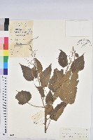 藏品(假扎包葉)的圖片