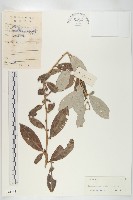 藏品(銀果胡頹子)的圖片