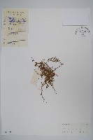 藏品(半邊蓮、鐮磨仔草)的圖片