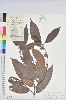 藏品(粗毛野桐)的圖片