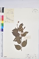 藏品(扛香藤)的圖片