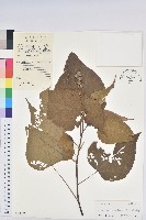 藏品(紅背山麻桿)的圖片