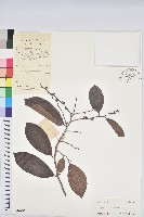 藏品(刺杜密)的圖片