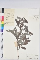 藏品(紅毛饅頭果)的圖片