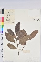 藏品(銀柴)的圖片