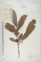 藏品(牛耳楓)的圖片