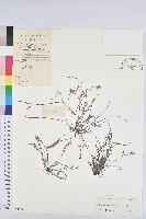 藏品(擬葉下珠、細葉油柑)的圖片