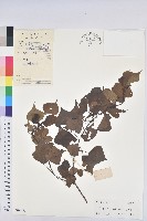 藏品(烏臼)的圖片