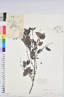 藏品(果盒子)的圖片