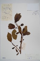 藏品(京梨獼猴桃)的圖片