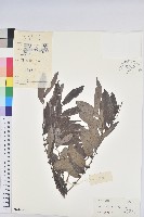 藏品(果盒子)的圖片