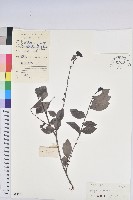 藏品(黑面神)的圖片