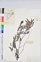 藏品(白背算盤子)的圖片