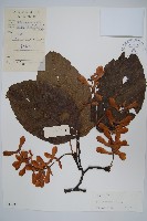 藏品(青榨槭)的圖片