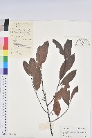 藏品(東方古柯)的圖片