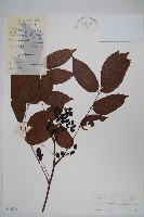 藏品(刺黃藤)的圖片