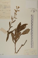 藏品(薄葉艾納香)的圖片