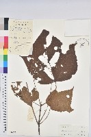 藏品(小果野桐)的圖片