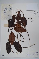 藏品(乳兒繩)的圖片