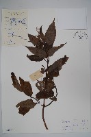 藏品(冇骨消)的圖片