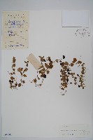 藏品(普剌特草)的圖片