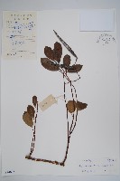 藏品(酸藤)的圖片