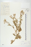 藏品(羊耳菊)的圖片