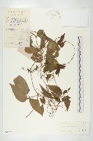 藏品(光葉絞股藍)的圖片