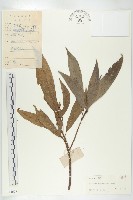 藏品(薄果猴歡喜)的圖片