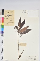 藏品(刺毛杜鵑)的圖片