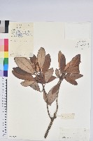 藏品(華南杜鵑)的圖片