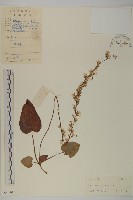 藏品(香鬼督郵)的圖片