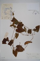 藏品(華蘿藦、奶漿藤)的圖片
