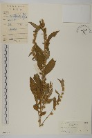 藏品(天名精)的圖片