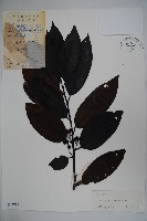 藏品(廣東冬青)的圖片