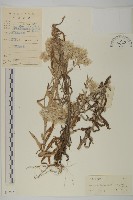 藏品(珠毛香青)的圖片