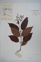 藏品(大花帘子藤)的圖片