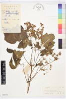 藏品(鈍齒鐵線蓮)的圖片