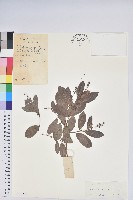 藏品(南燭)的圖片