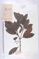 藏品(俄氏虎皮楠、蘭嶼虎皮楠、虎皮楠)的圖片