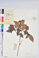 藏品(廣東杜鵑)的圖片