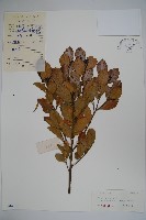 藏品(亮葉冬青)的圖片