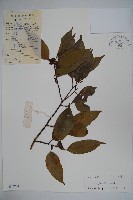 藏品(臺灣糊樗)的圖片