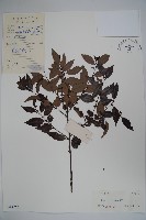 藏品(三花冬青)的圖片