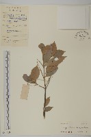 藏品(扶芳藤)的圖片