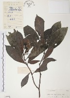 藏品(九節木、牛屎烏、青龍吐霧)的圖片