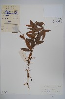 藏品(濠豬刺)的圖片